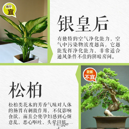 哪些綠植適合放在室內(nèi)？南寧花藝師培訓學校盤點清單